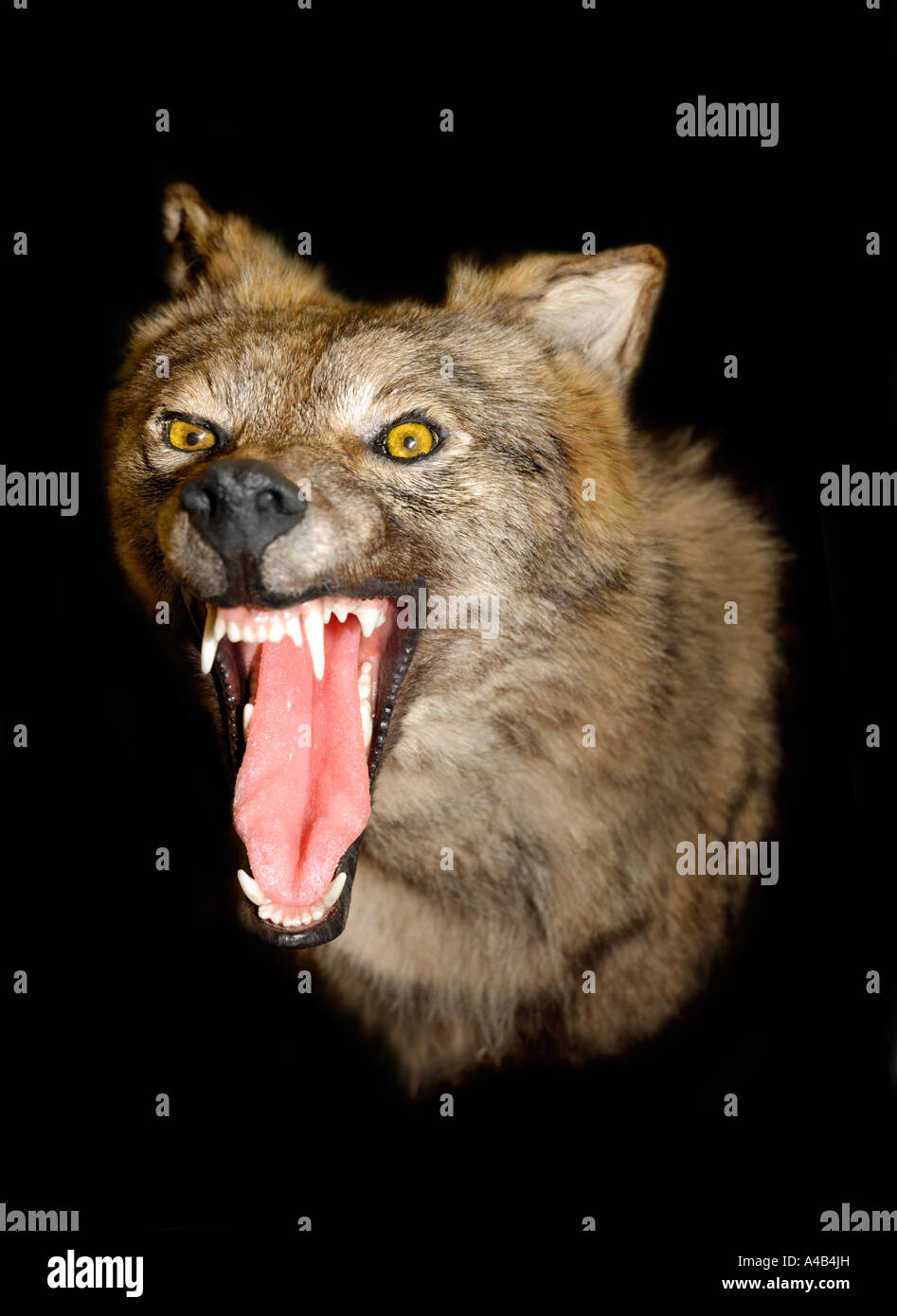 Wolf head Stock Photo