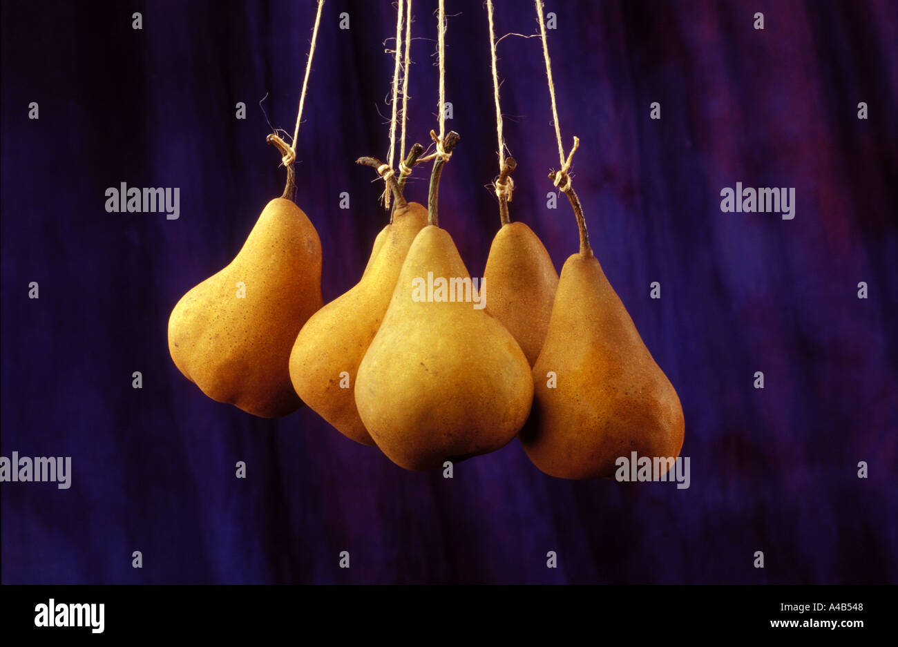 pears hanging from string Stock Photo Alamy