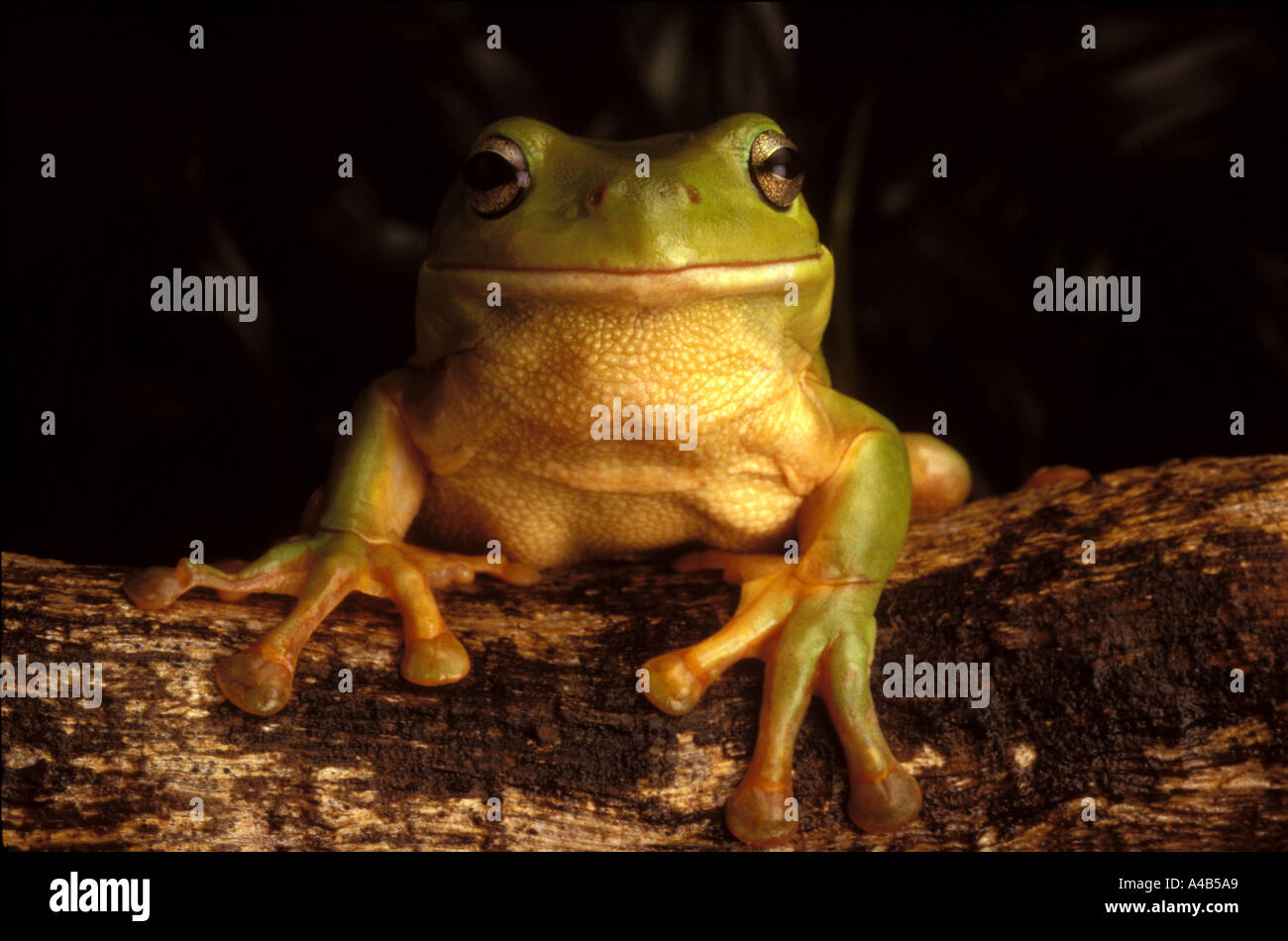 green tree frog litoria gracilenta Stock Photo