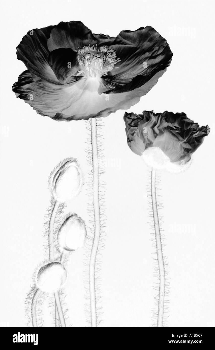 Poppies in black and white hi-res stock photography and images - Alamy