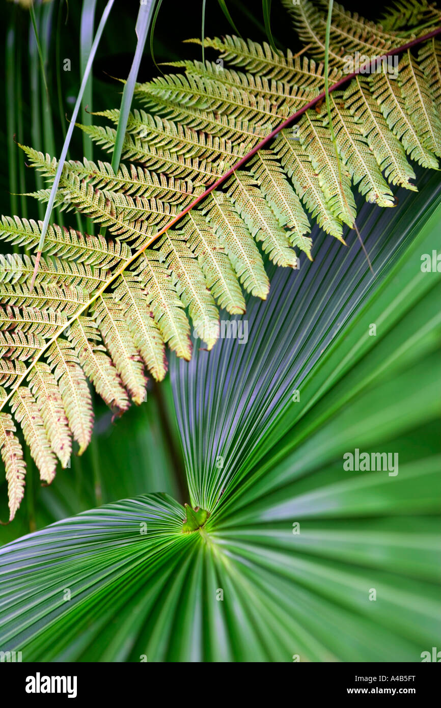 Fern leaf patterns hi-res stock photography and images - Alamy