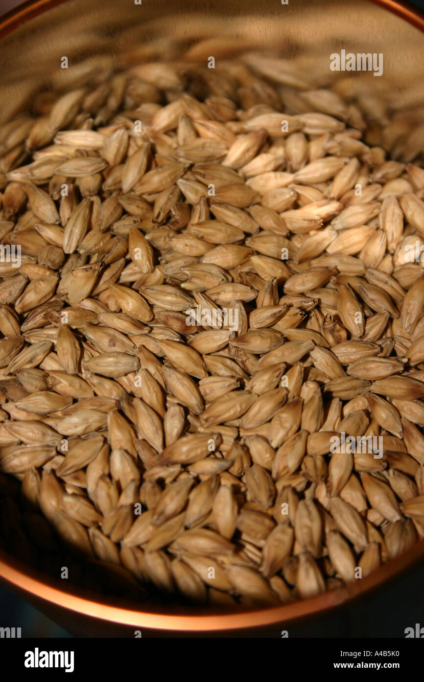 Malted Barley Ready for Whisky Distilling in Scotland Stock Photo Alamy