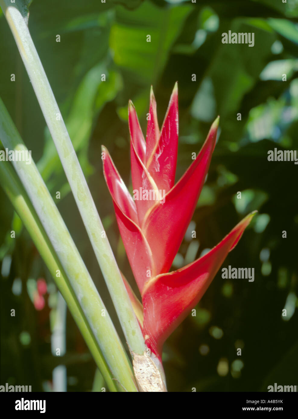 Giant Lobster Claw helliconia (Heliconia bihai); Barbados, Caribbean