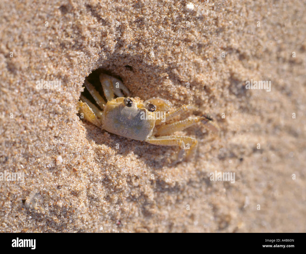 Sand crab (Emerita analoga) Stock Photo