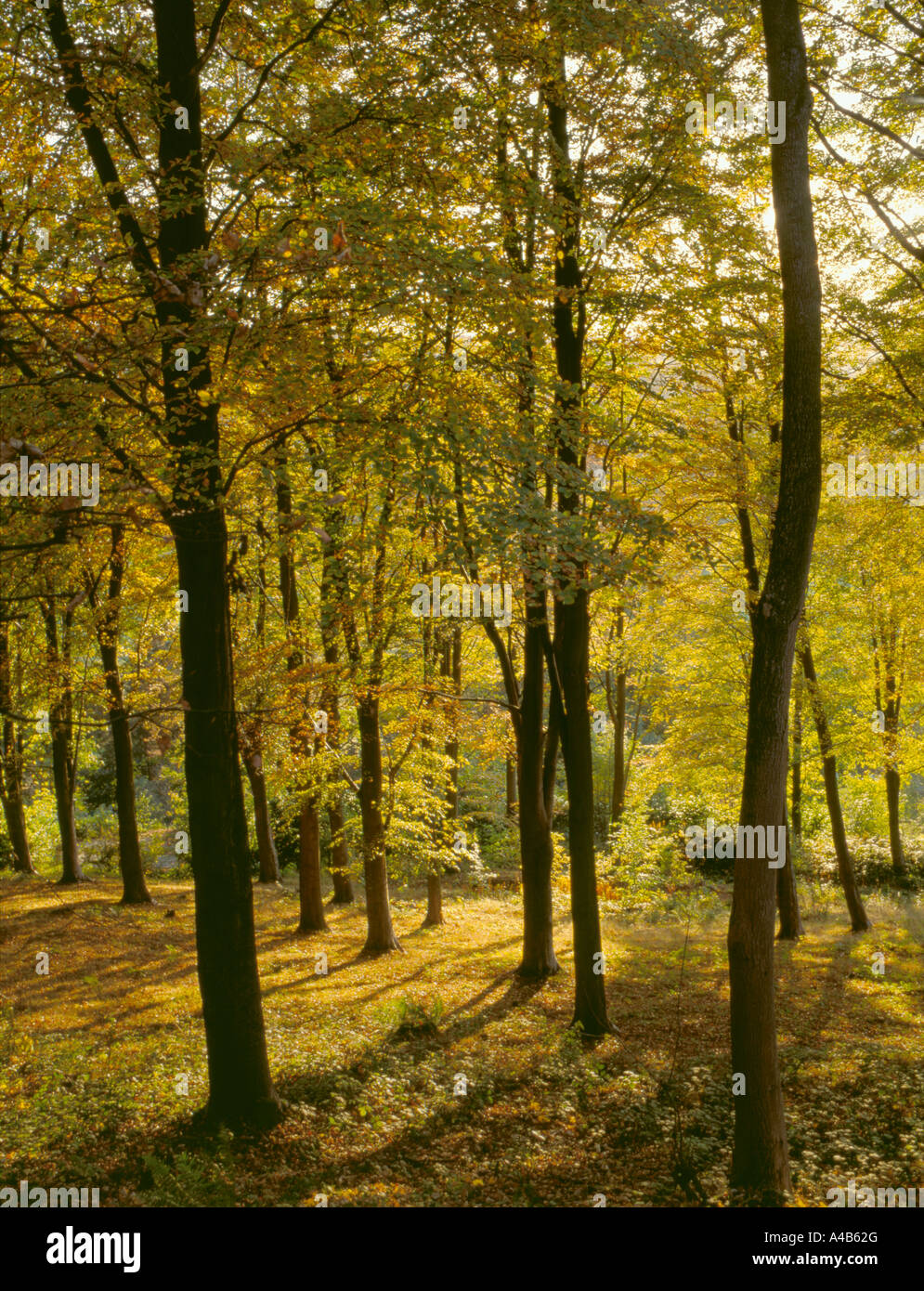Beech (Fagus sylvatica) woods in autumn; Chiltern Hills near High