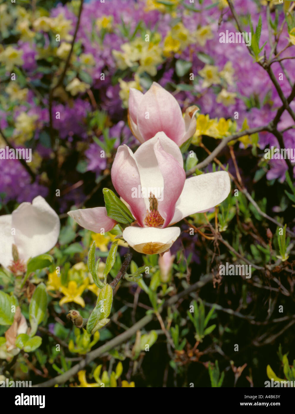 Saucer Magnolia 'Lennei' (Magnoia soulangeana 'Lennei' Stock Photo Alamy
