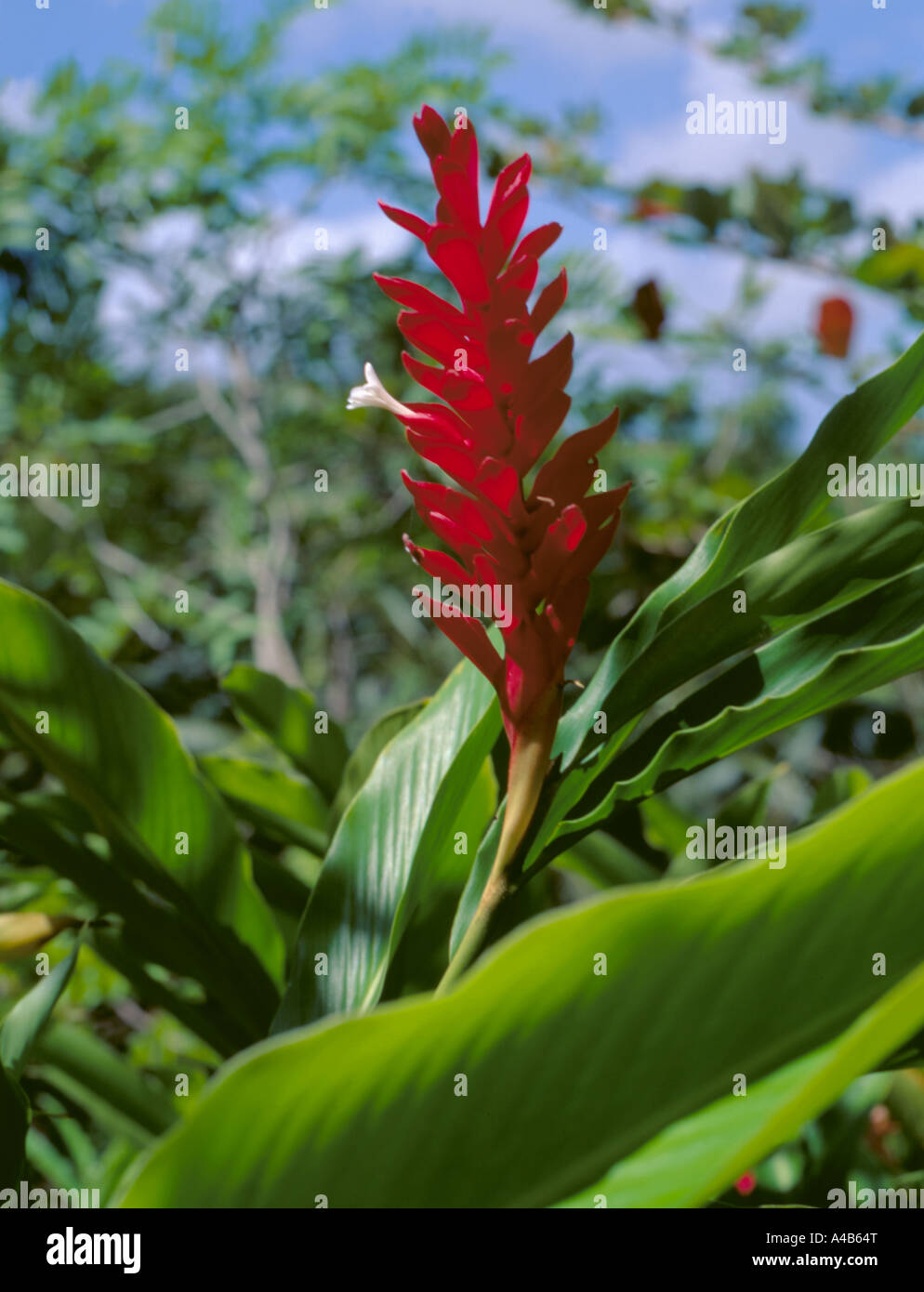 Red Ginger Lily (Alpina purpurata); Barbados, Caribbean Stock Photo Alamy