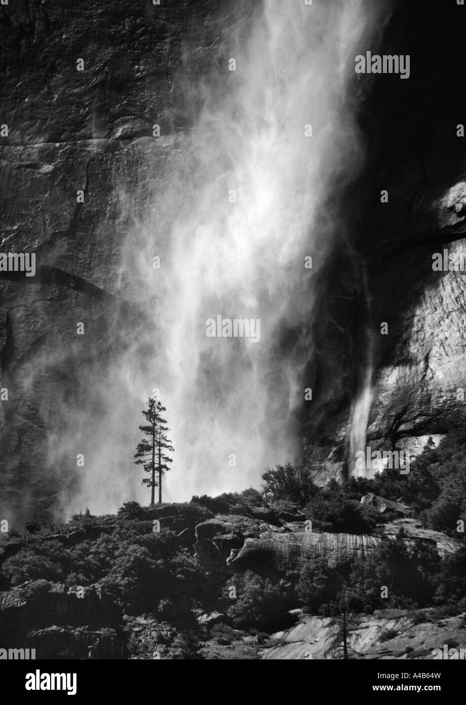 Monochrome image of Upper Yosemite Falls in full flow in summer with pine trees silhouetted against the falling water Stock Photo