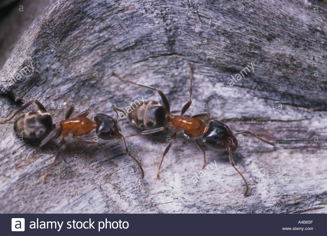 Oak Ants Stock Photos & Oak Ants Stock Images Alamy
