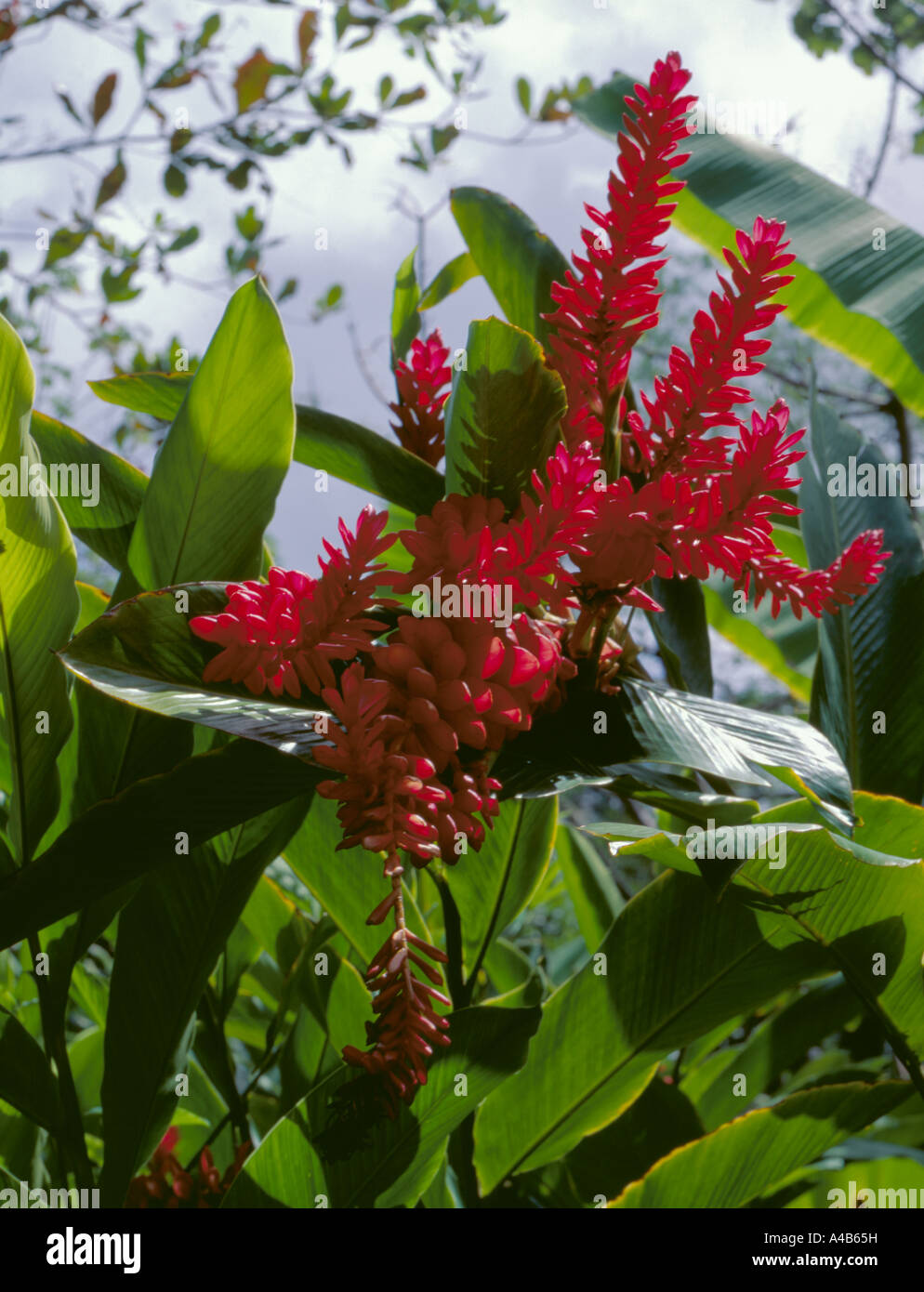 Red Ginger Lily (Alpina purpurata); Barbados, Caribbean. Stock Photo