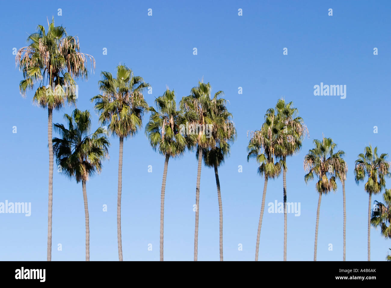 Row of palm trees with blue sky Stock Photo - Alamy