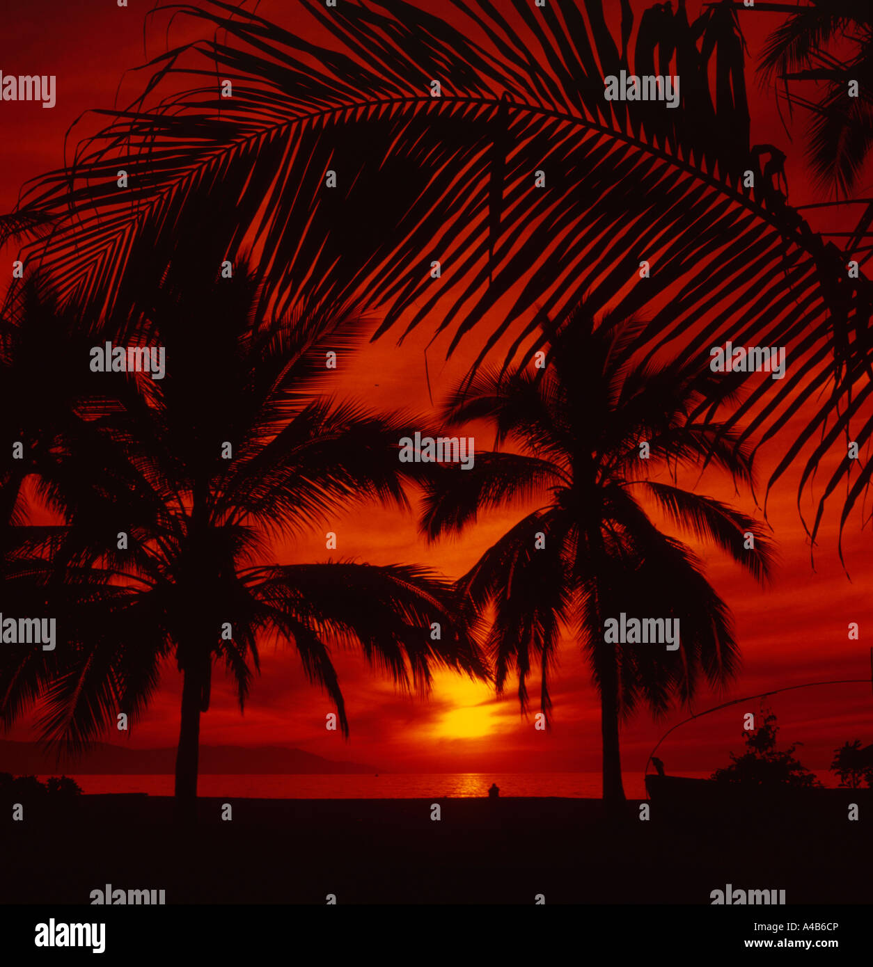 Palm trees silhouetted at sunset in a tropical setting Stock Photo - Alamy