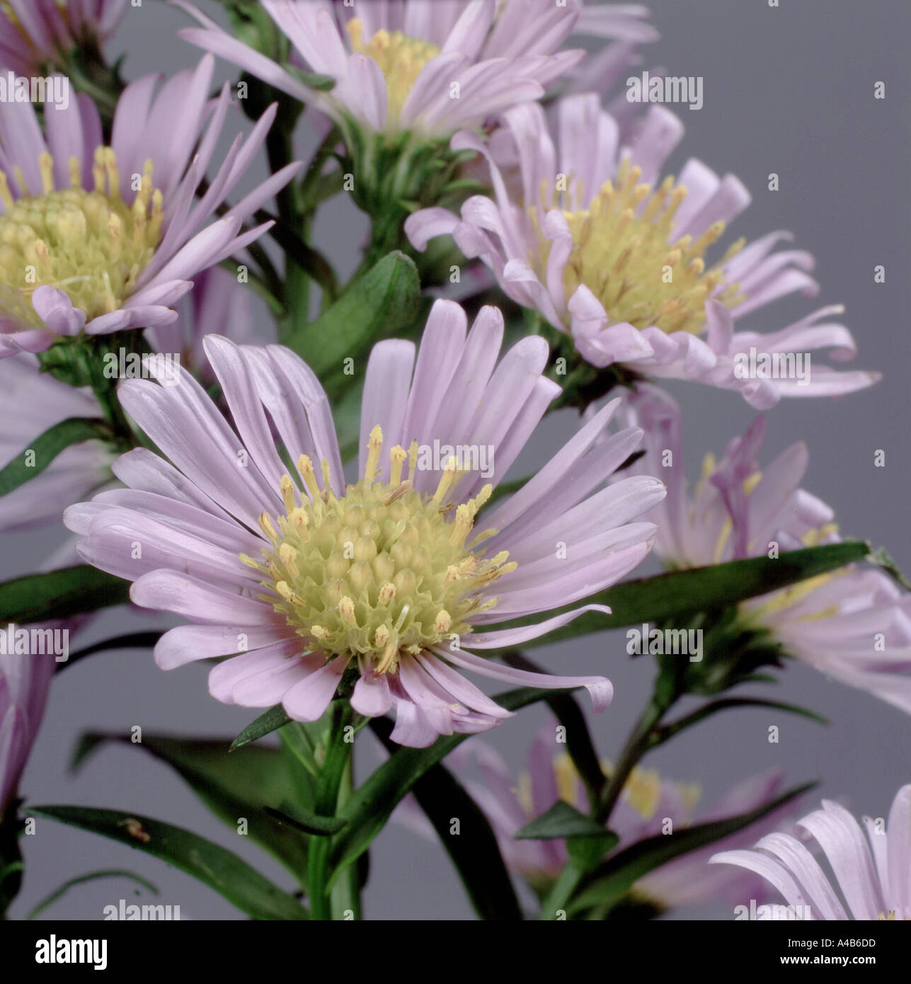 Michaelmas daisy Aster novae belgii flower Stock Photo