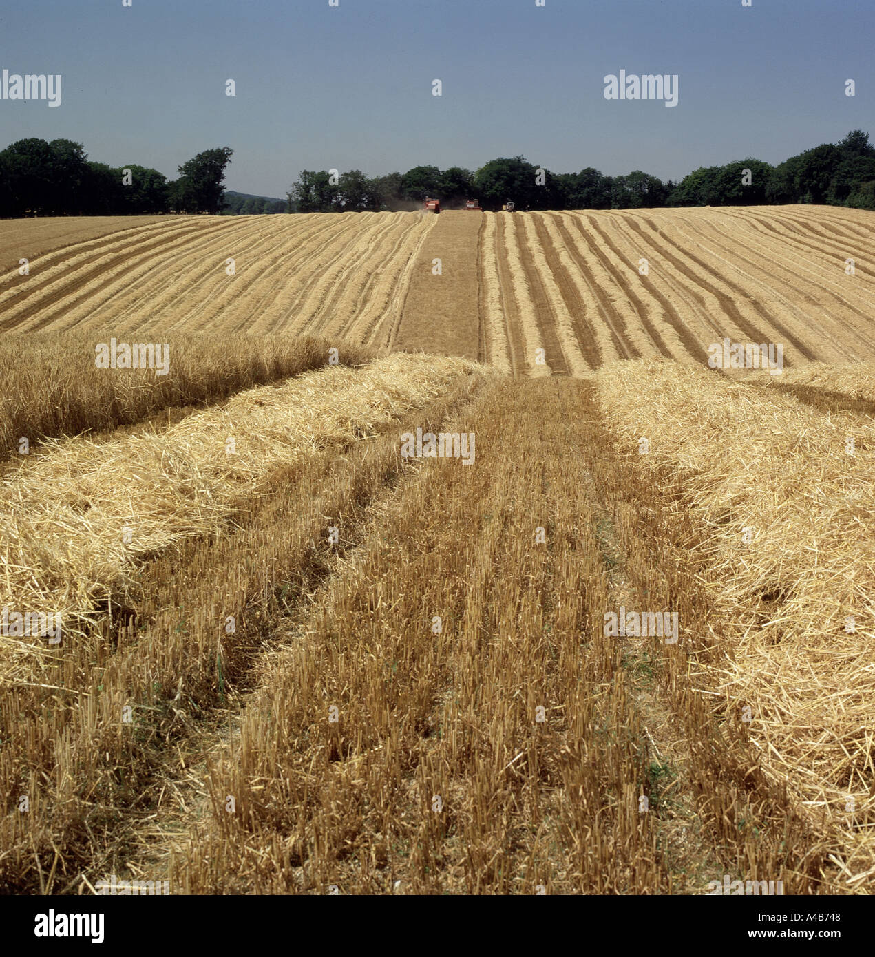 Straw lying on cereal stubble after harvest on fine summer day Stock ...