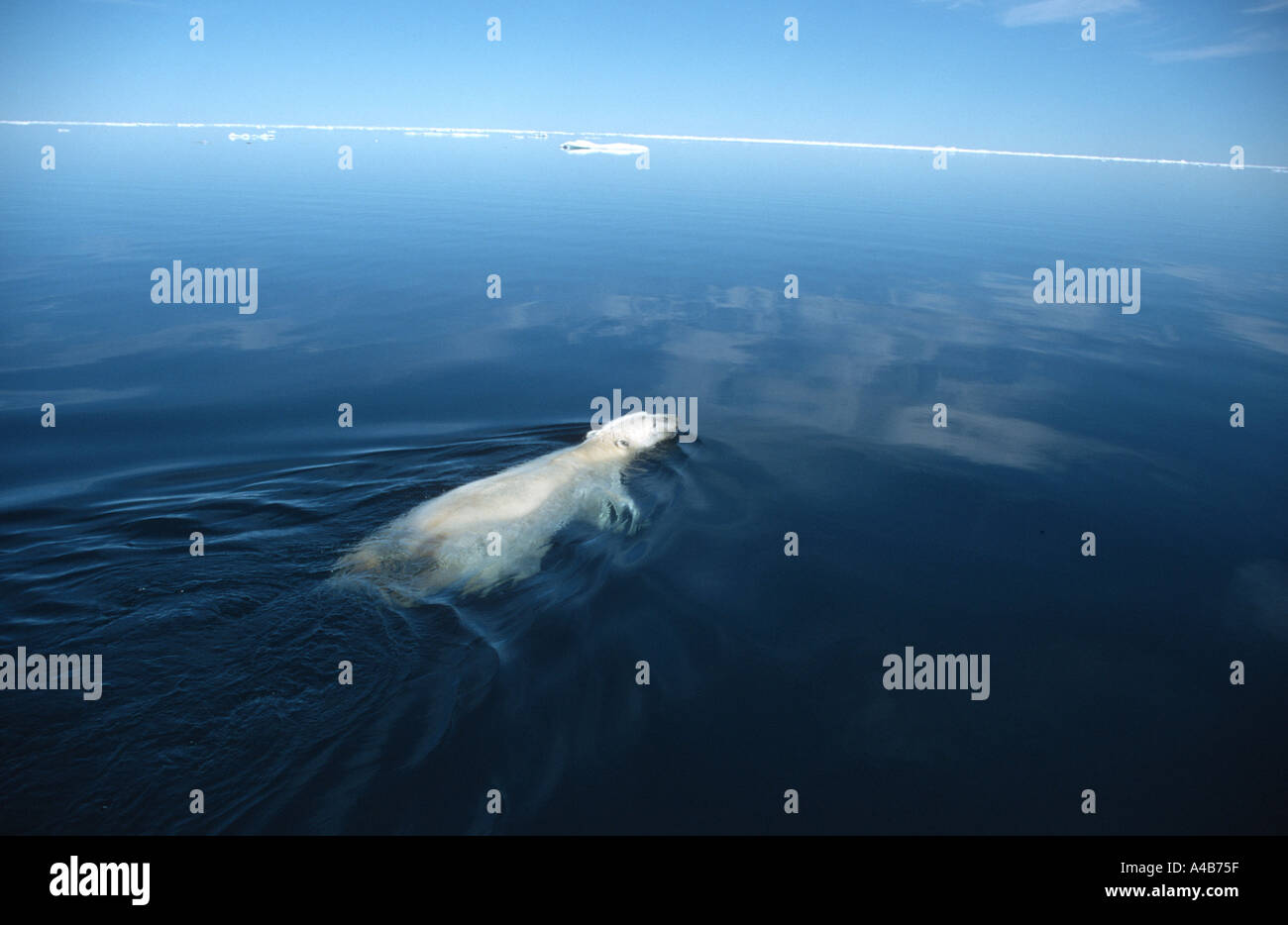 Polar bear swimming in ice free water Wager Bay Stock Photo