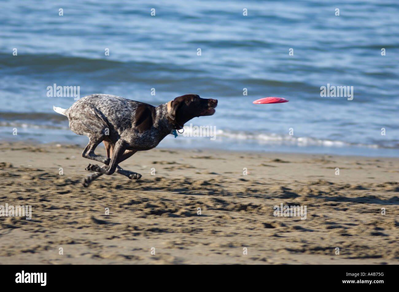 Short haired German Pointer running after flying frisbee at the beach Stock Photo