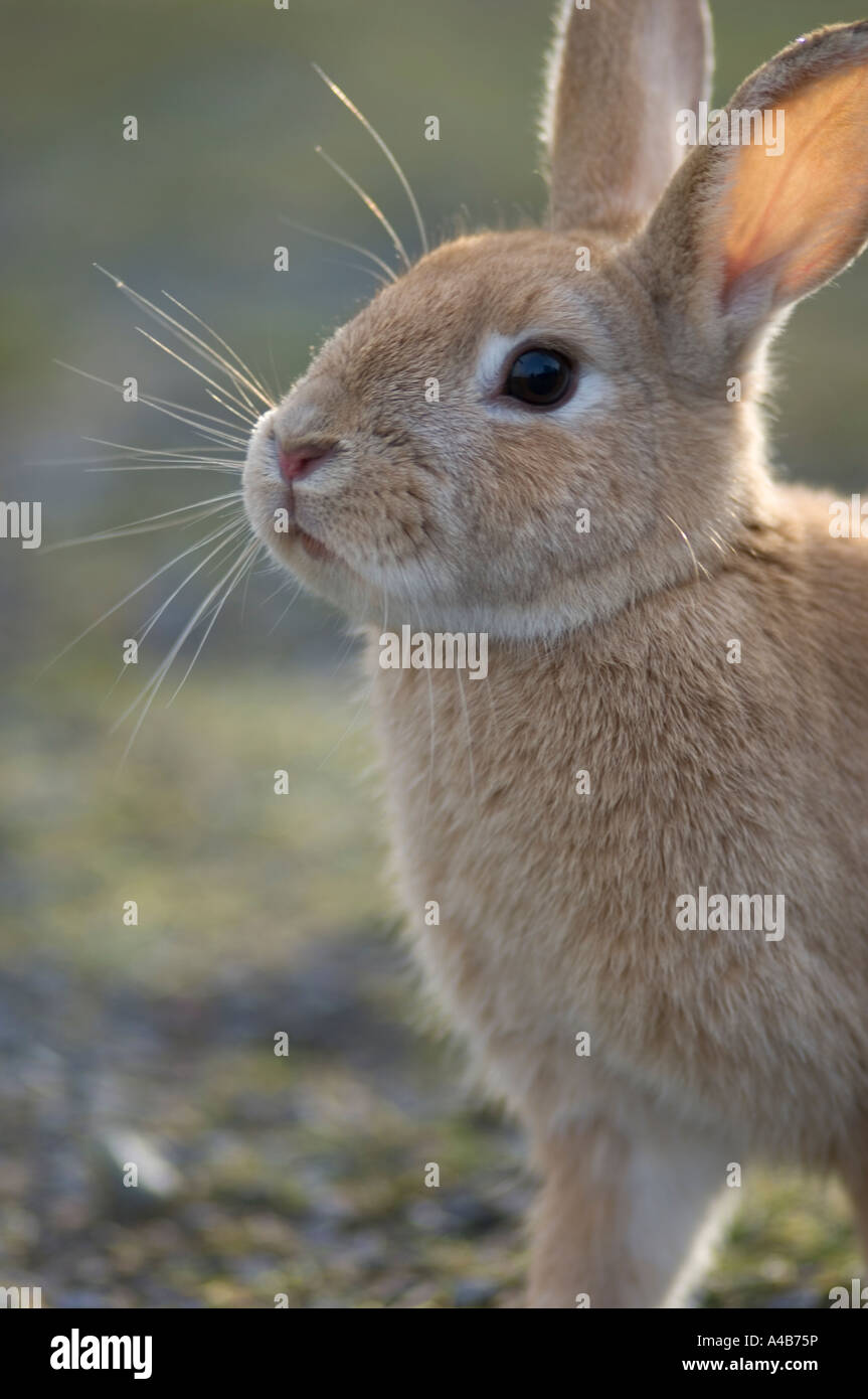 portrait of a rabbit outdoors Stock Photo