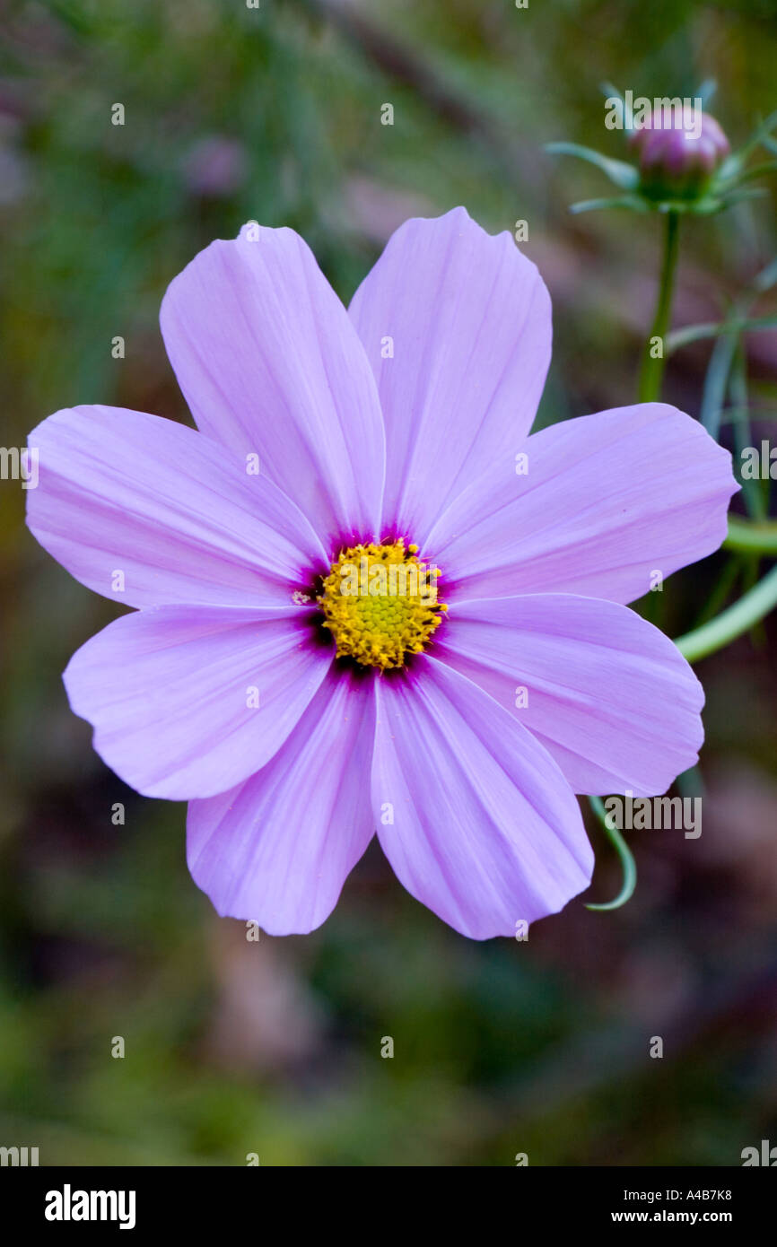 Yellow cosmos bipinnatus flower hi-res stock photography and images - Alamy