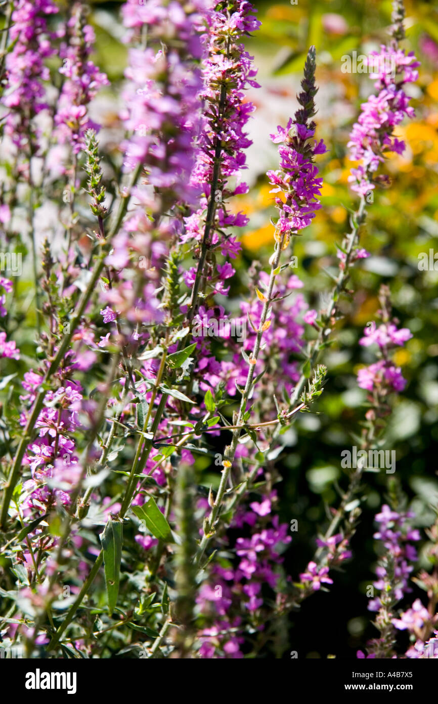 Beautiful purple summer flowers hi-res stock photography and images - Alamy