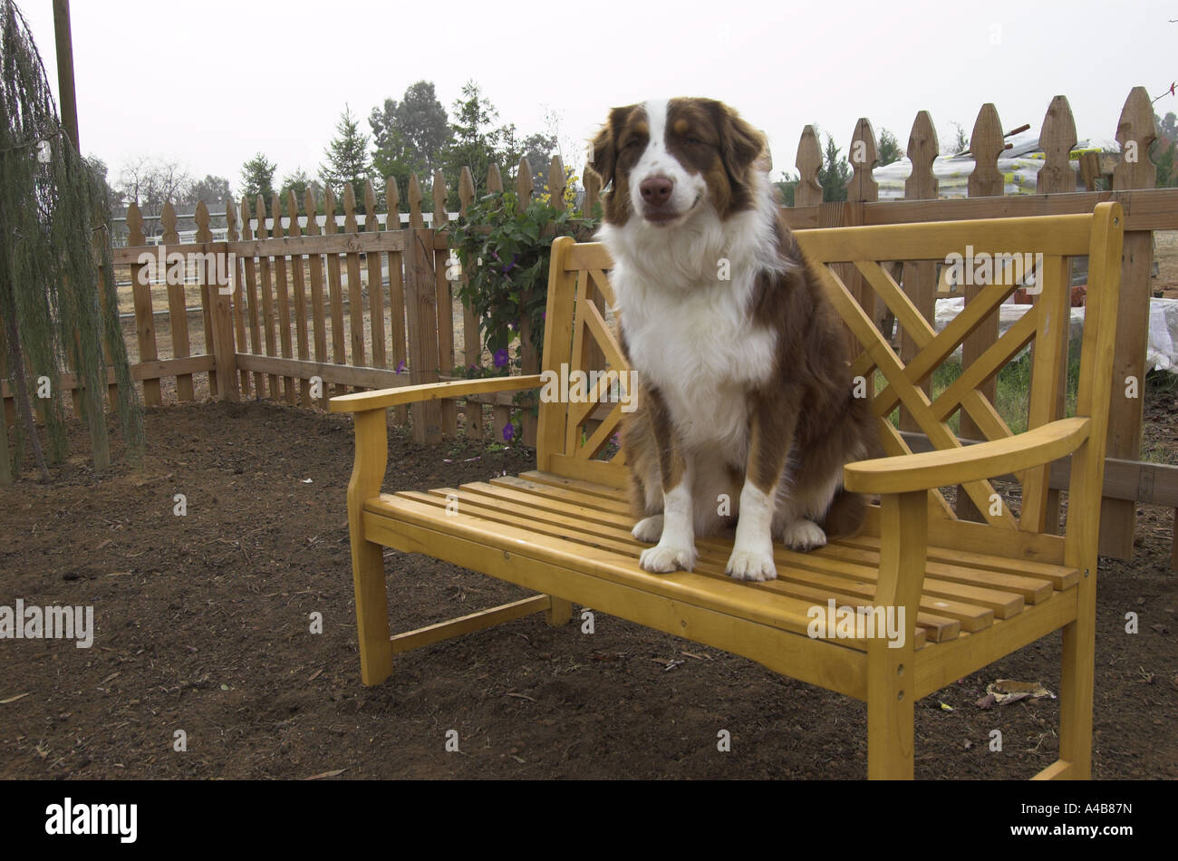 Dog on bench space for text authority figure Molly is an Australian Shepherd 1 year old red tri color Stock Photo