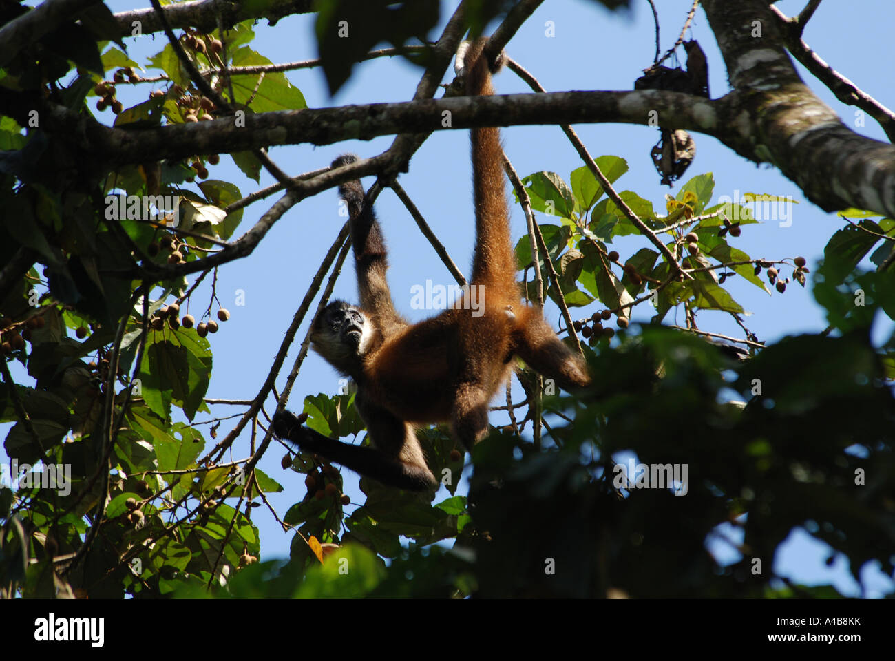 Spider Monkey Ateles geoffoyi Tortuguero National Park Caribbean coast Costa Rica Stock Photo