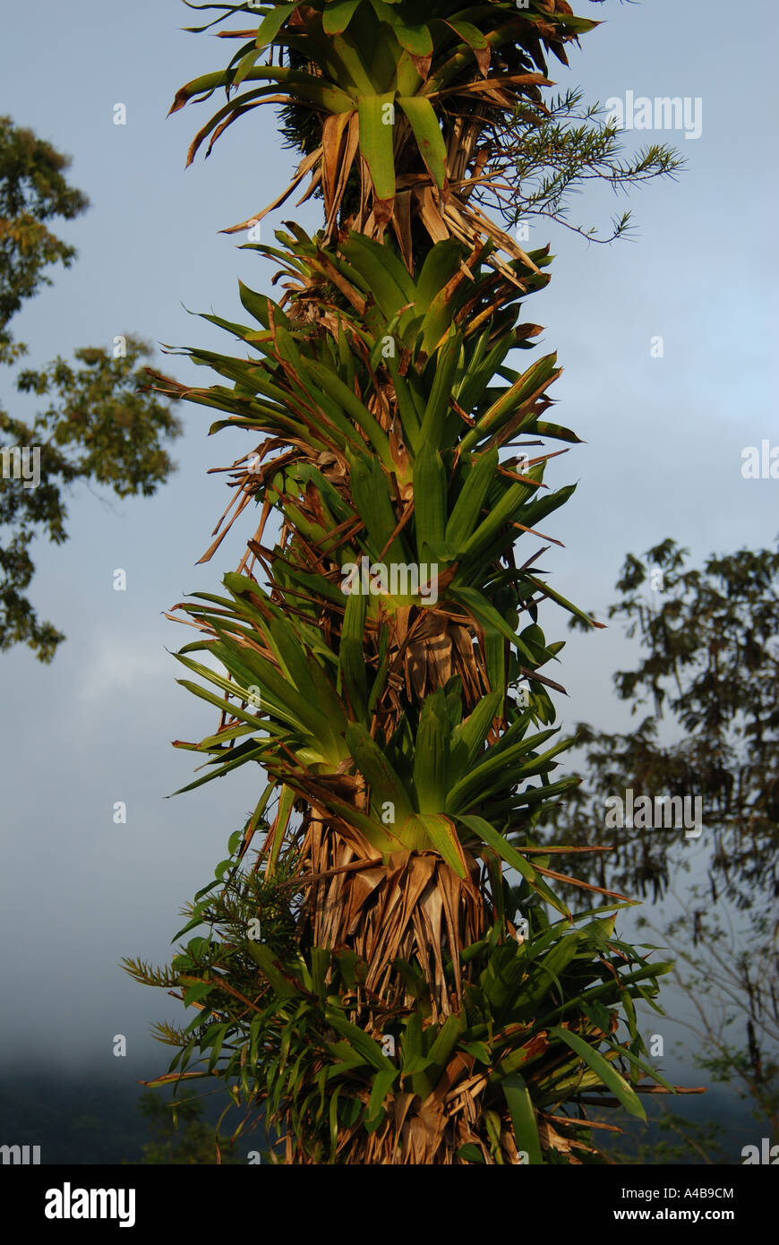 bromelias covering palm trunk near Arenal volcano, Costa Rica Stock Photo