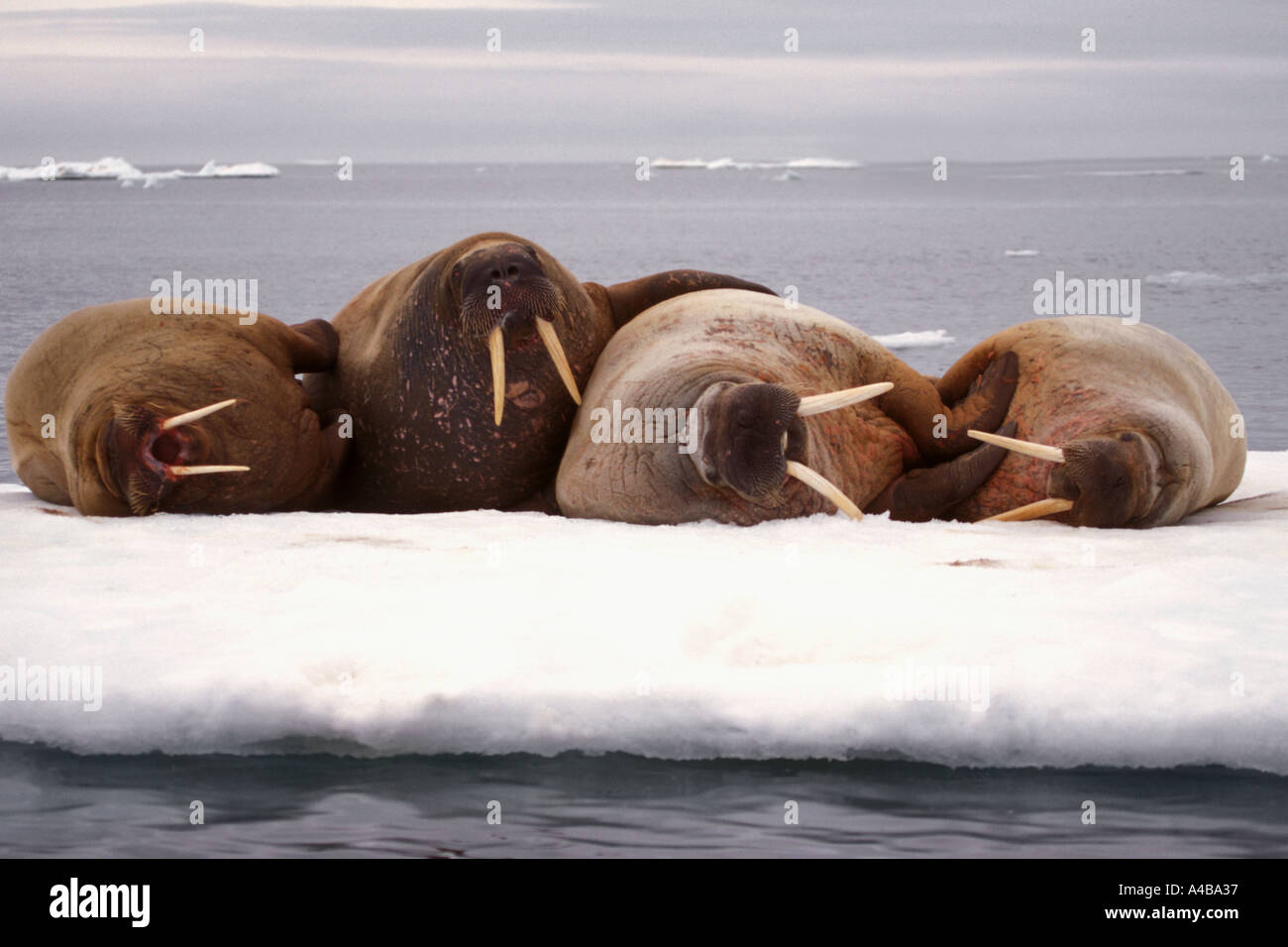 Four Walruses Huddling Odobenus rosmarus near Lagoya Spitsbergen Svalbard Norway Stock Photo
