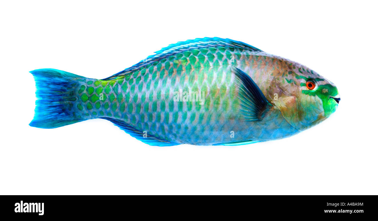 A colourful Parrot fish Stock Photo