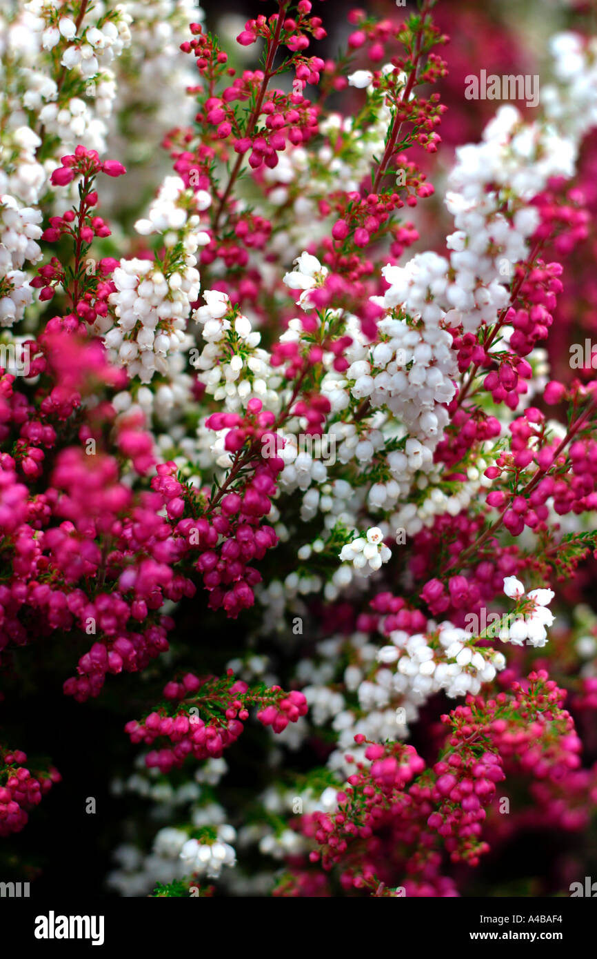 heather in white pink and red Calluna vulgaris L Hull Stock Photo