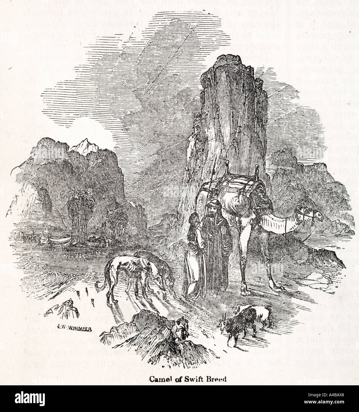 swift camel mammal dromedary saddle carry domesticated tame Nature natural world animal ruminant