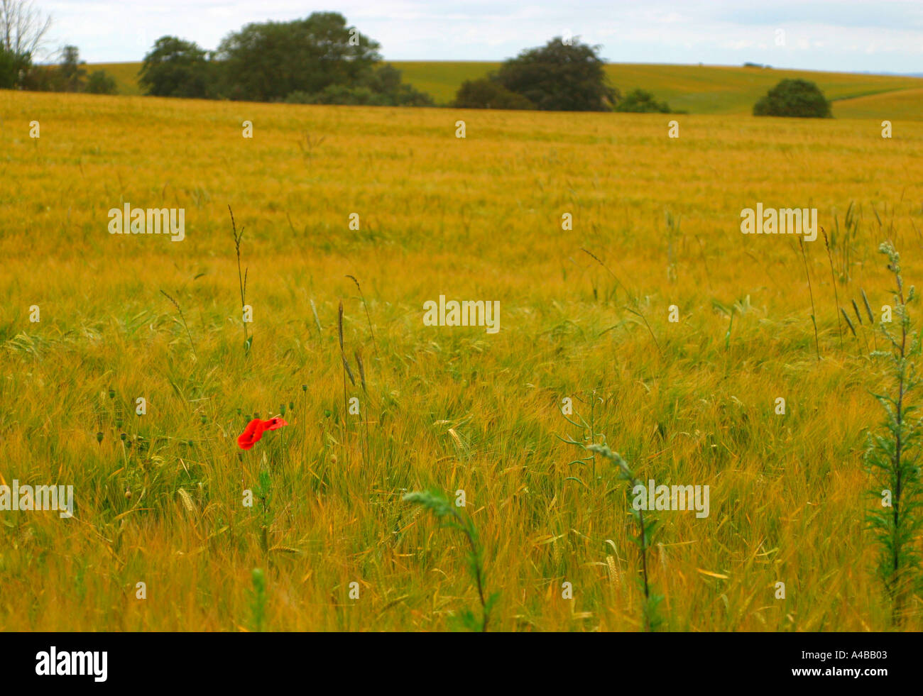 A single poppy in a vast field of barley Stock Photo
