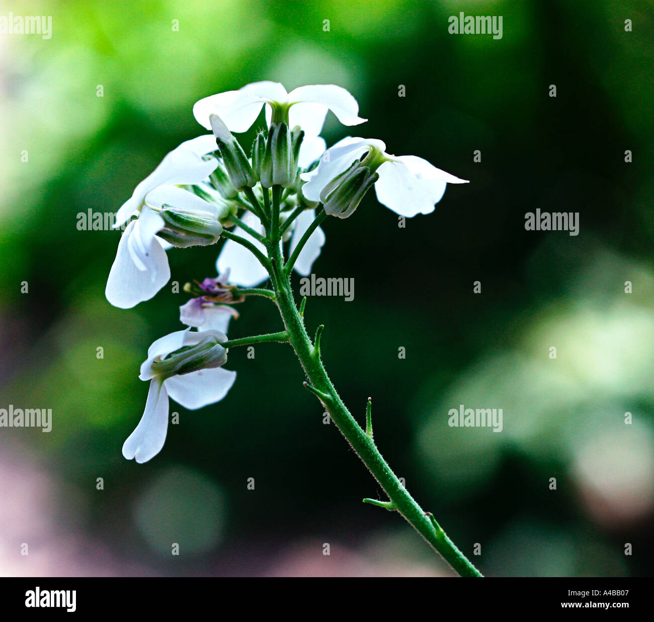 Damask violets hires stock photography and images Alamy