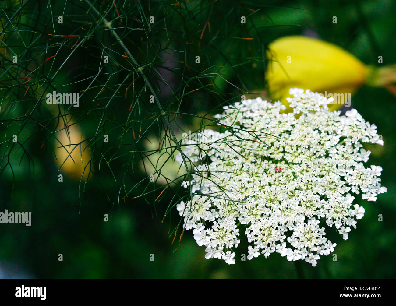 White elderberry flowers Stock Photo Alamy