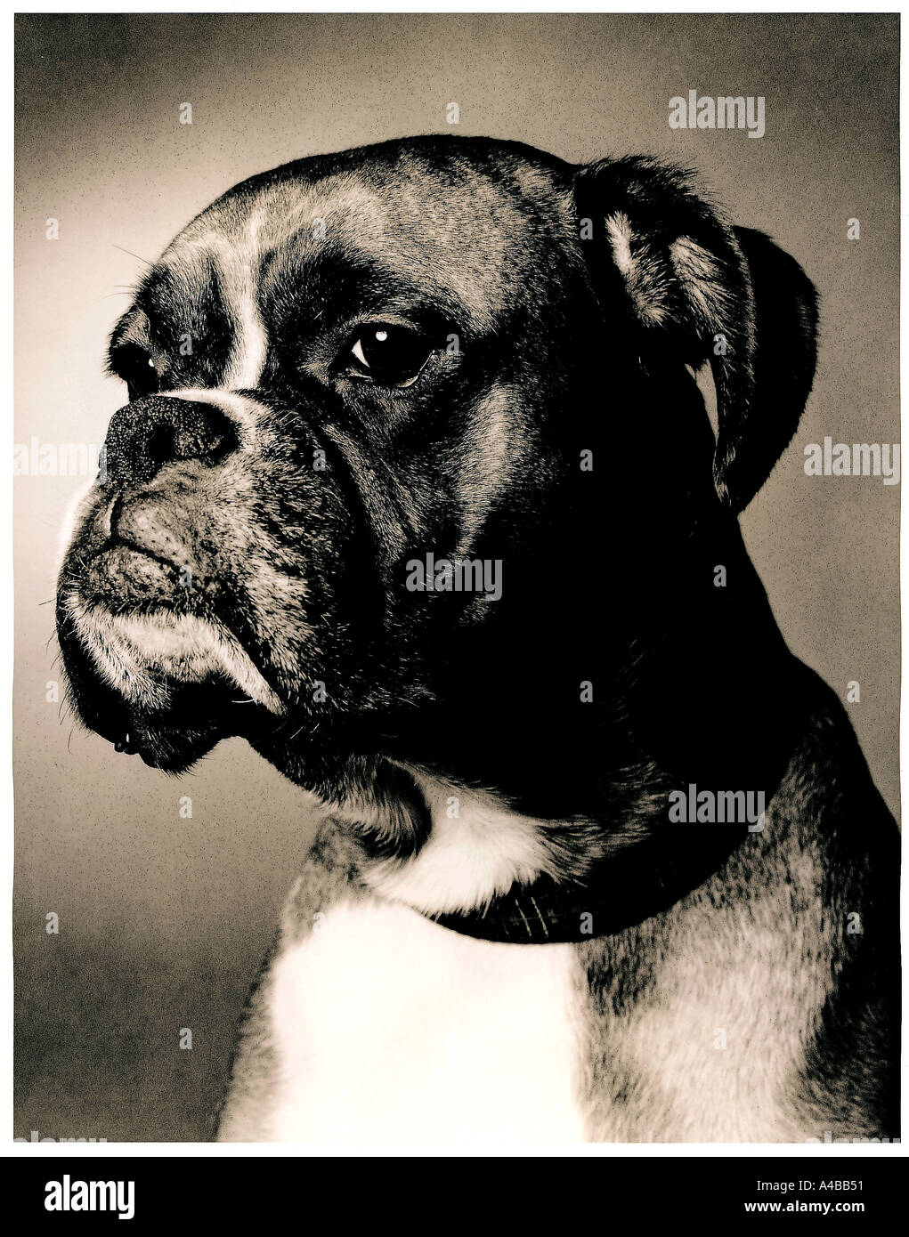 Boxer Dog Stock Photo - Alamy