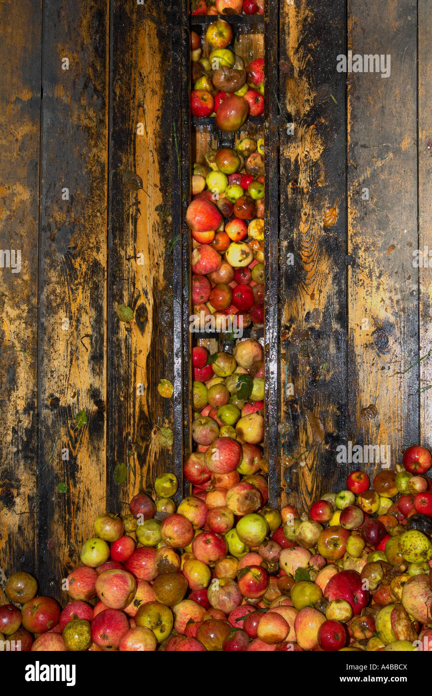 Processing harvested apples from Burrow Hill orchard of the Somerset Cider Brandy Company Kingsbury Episcopi Somerset England Stock Photo