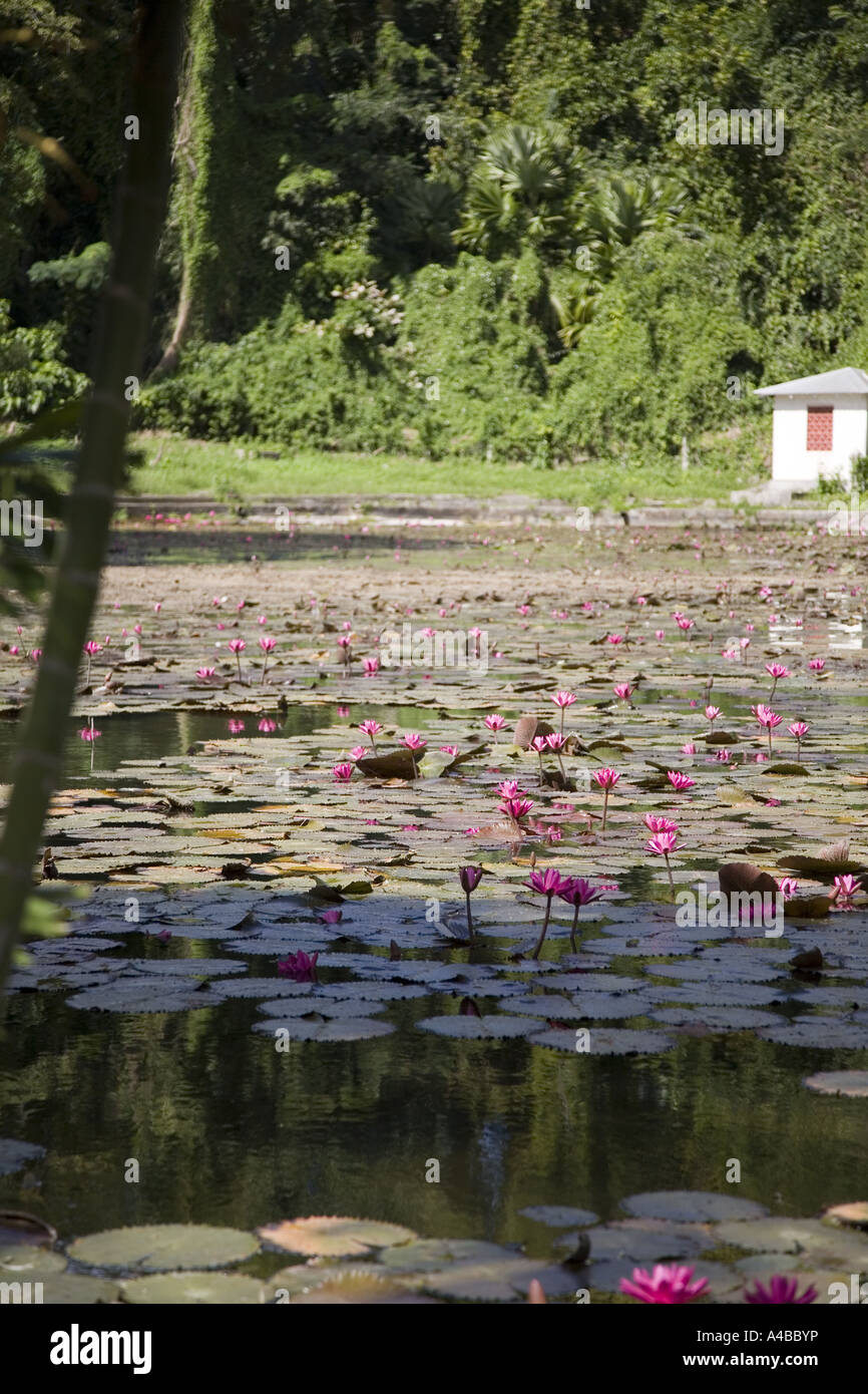 Lily pond at Codrington Anglican theological College St John  Barbados Caribbean Stock Photo