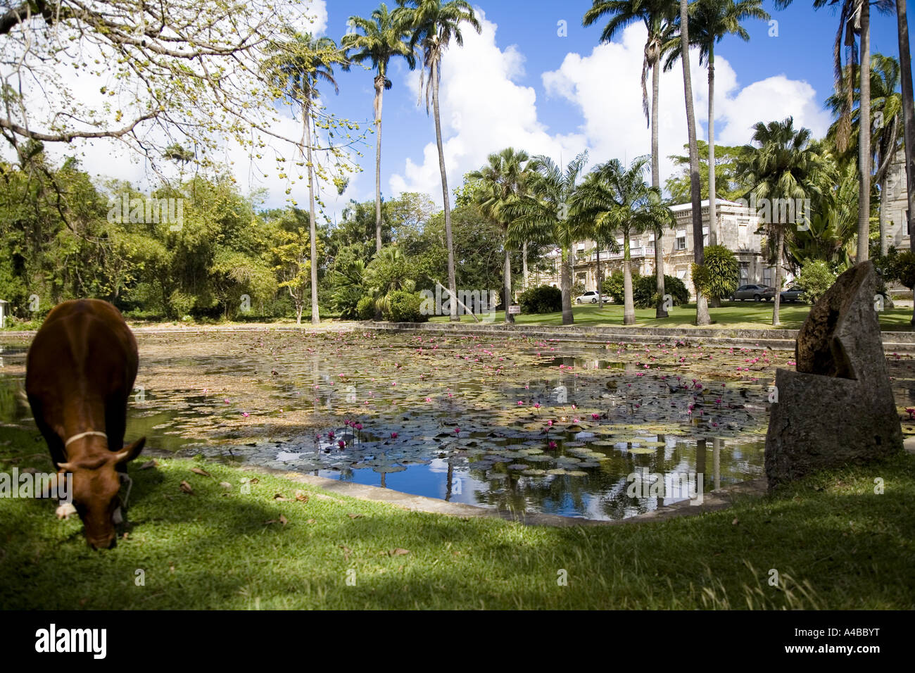 The lily pond at Codrington Anglican theological College St John Barbados Stock Photo