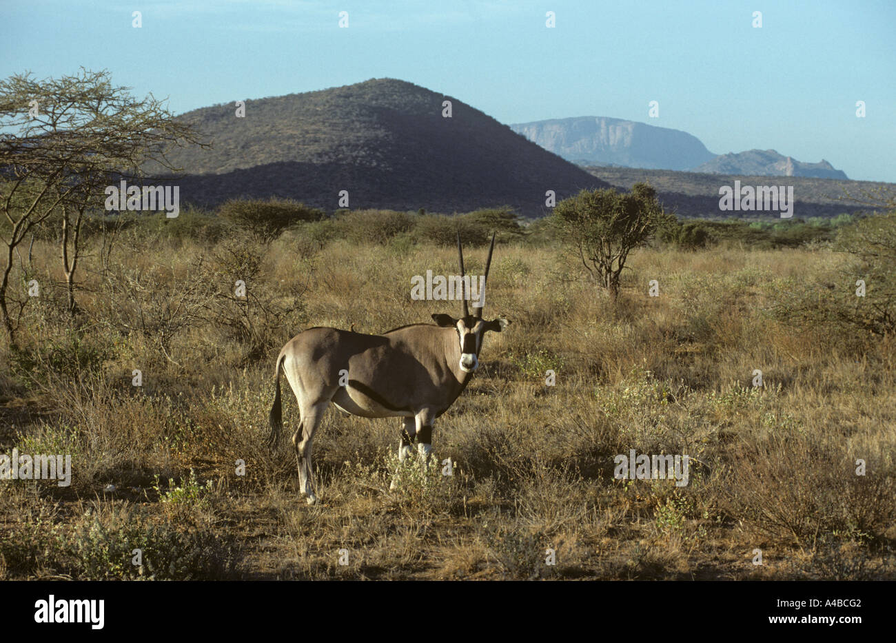 Beisa Endangered east african oryx in hi-res stock photography and images - Alamy