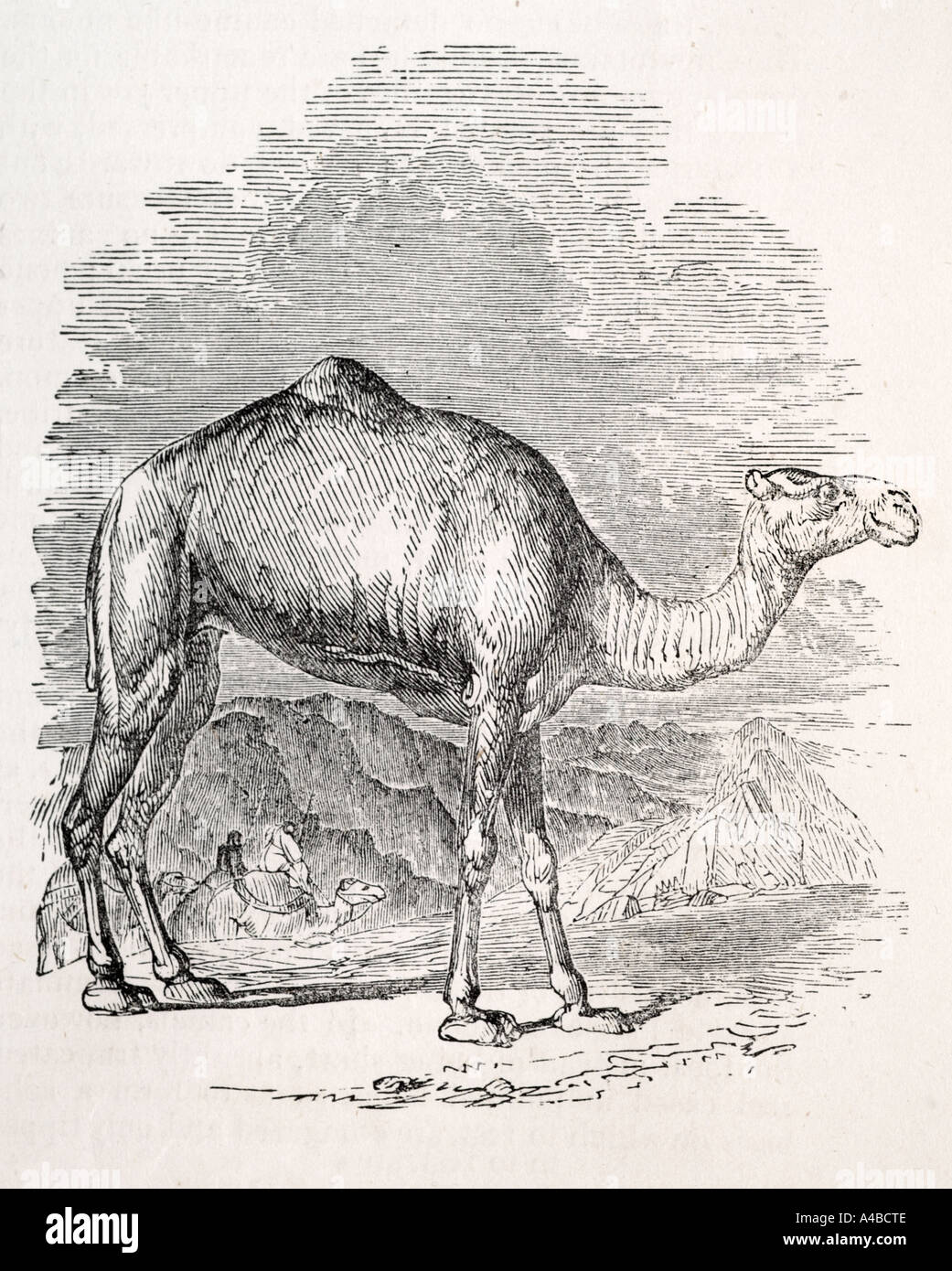 swift camel mammal dromedary desert arid transport domesticated tame Nature natural world animal