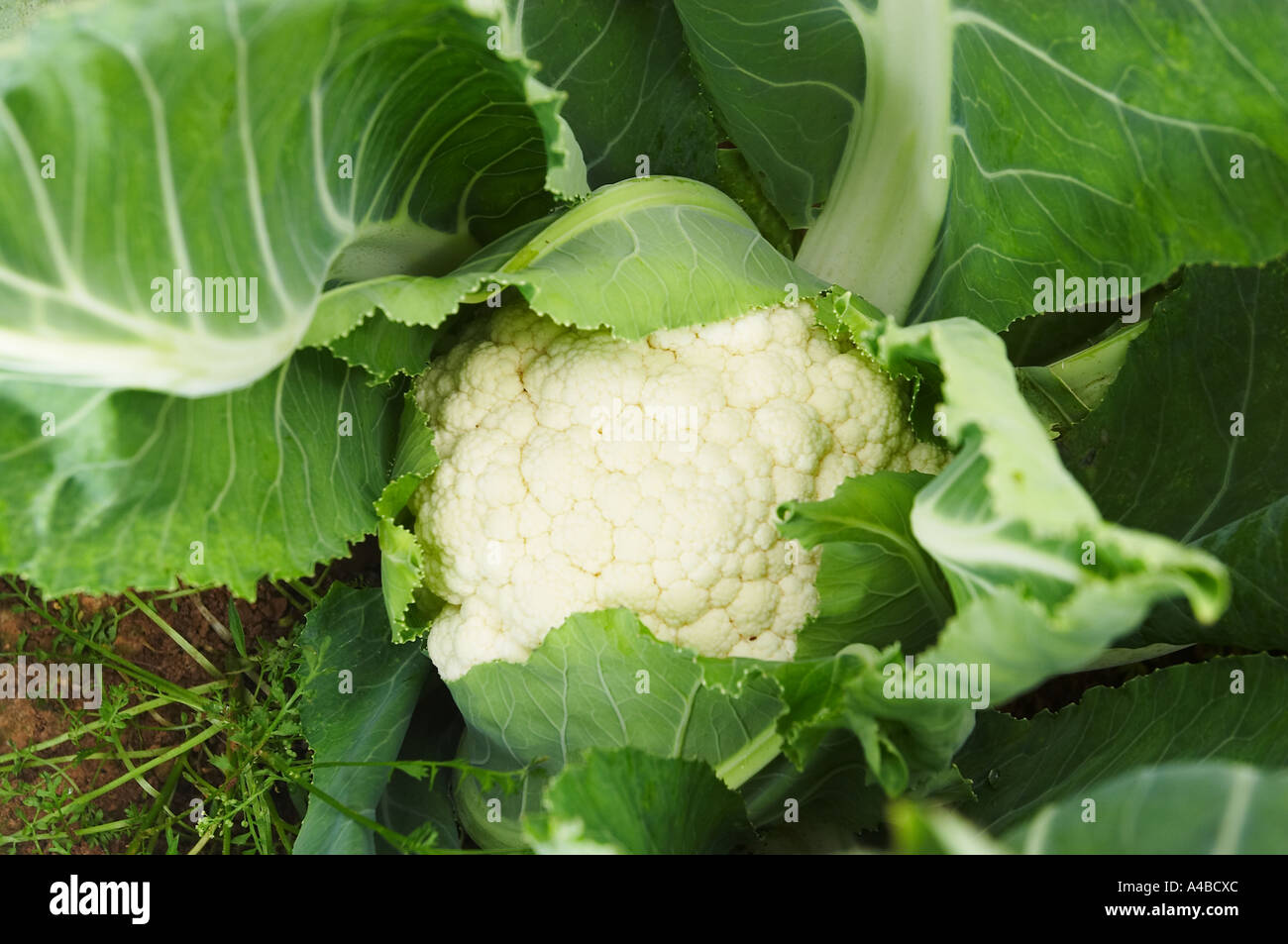 Cauliflower growing in a field in Southern England Stock Photo Alamy