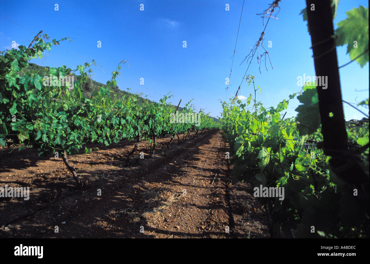 Grape vine graft hires stock photography and images Alamy