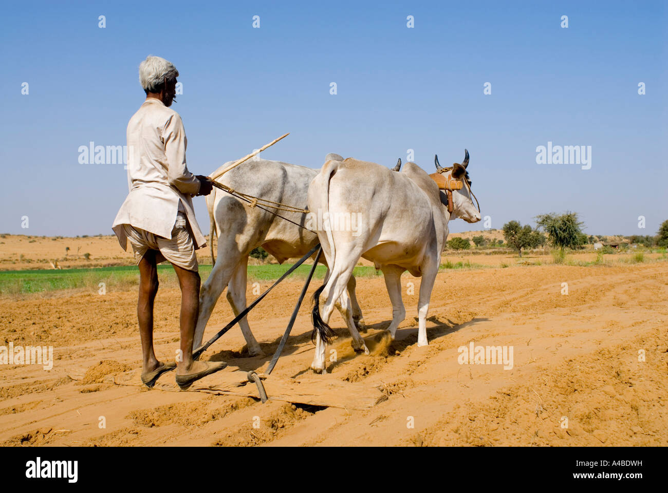 Stock image of Rajasthan farmer plowing field with oxen near Pushkar Stock Photo