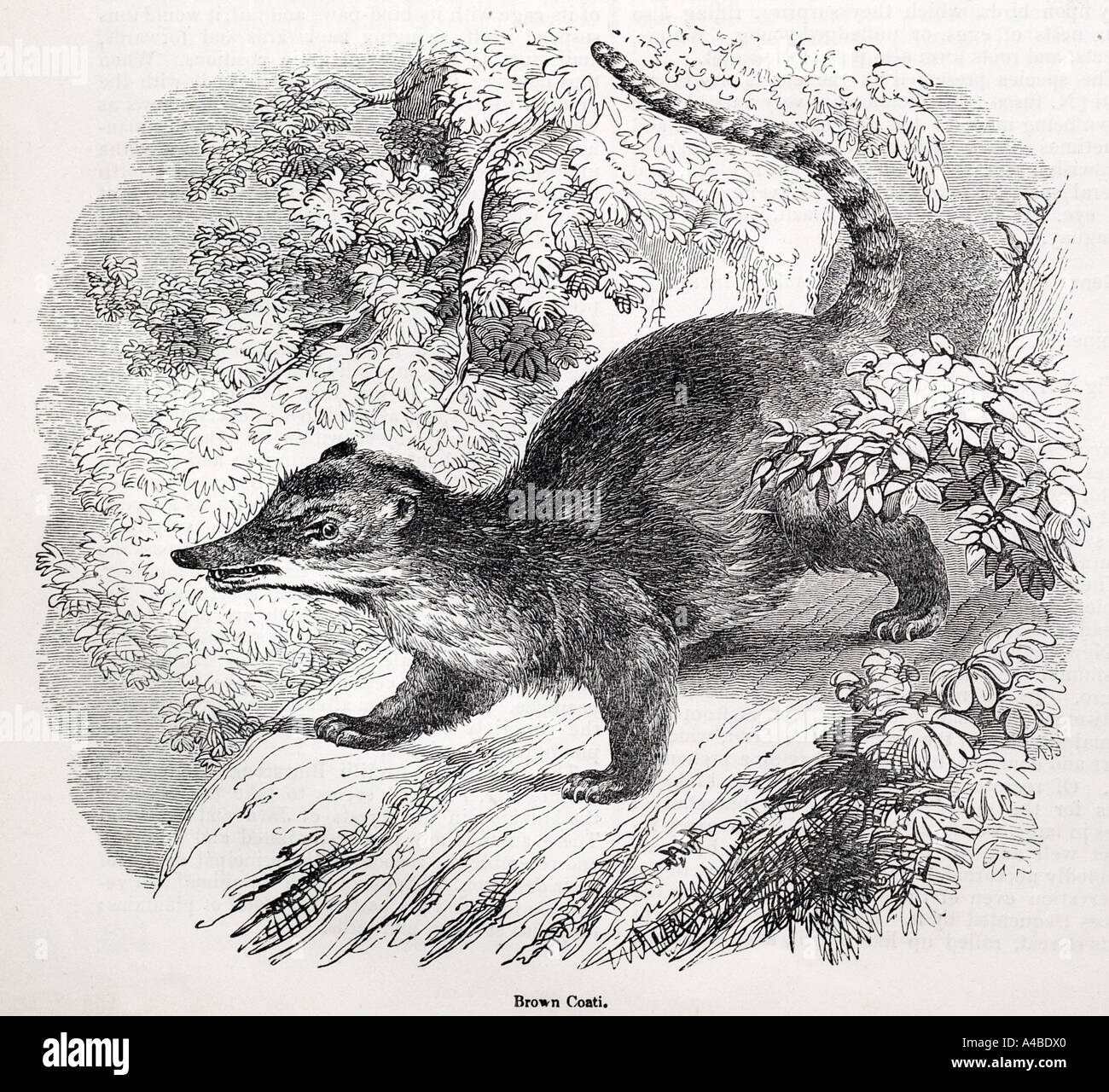 brown coati coatimundi carnivore ring tailed mammal predator nose bear