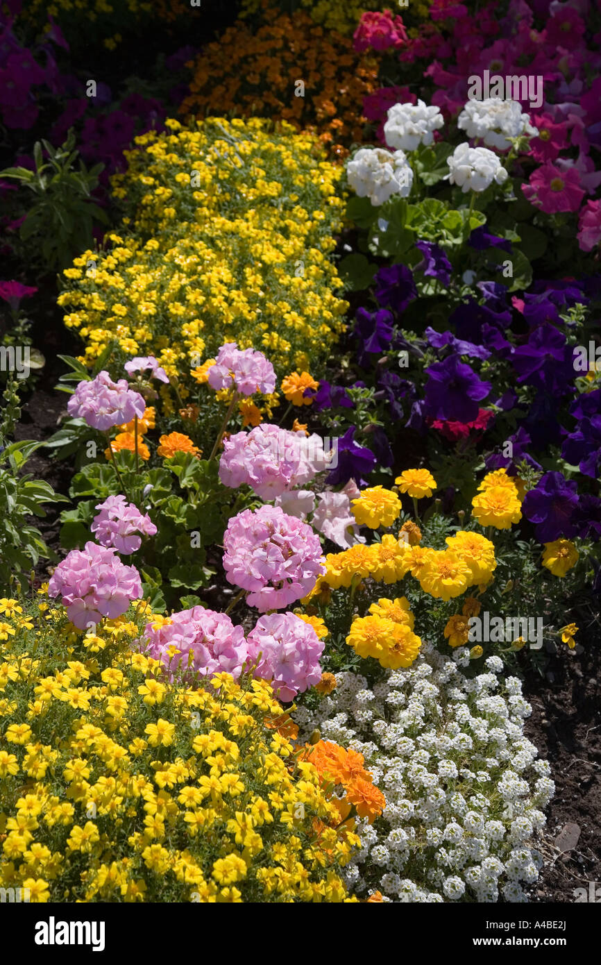 Bedding plants in flower including marigold sweet alyssum geranium
