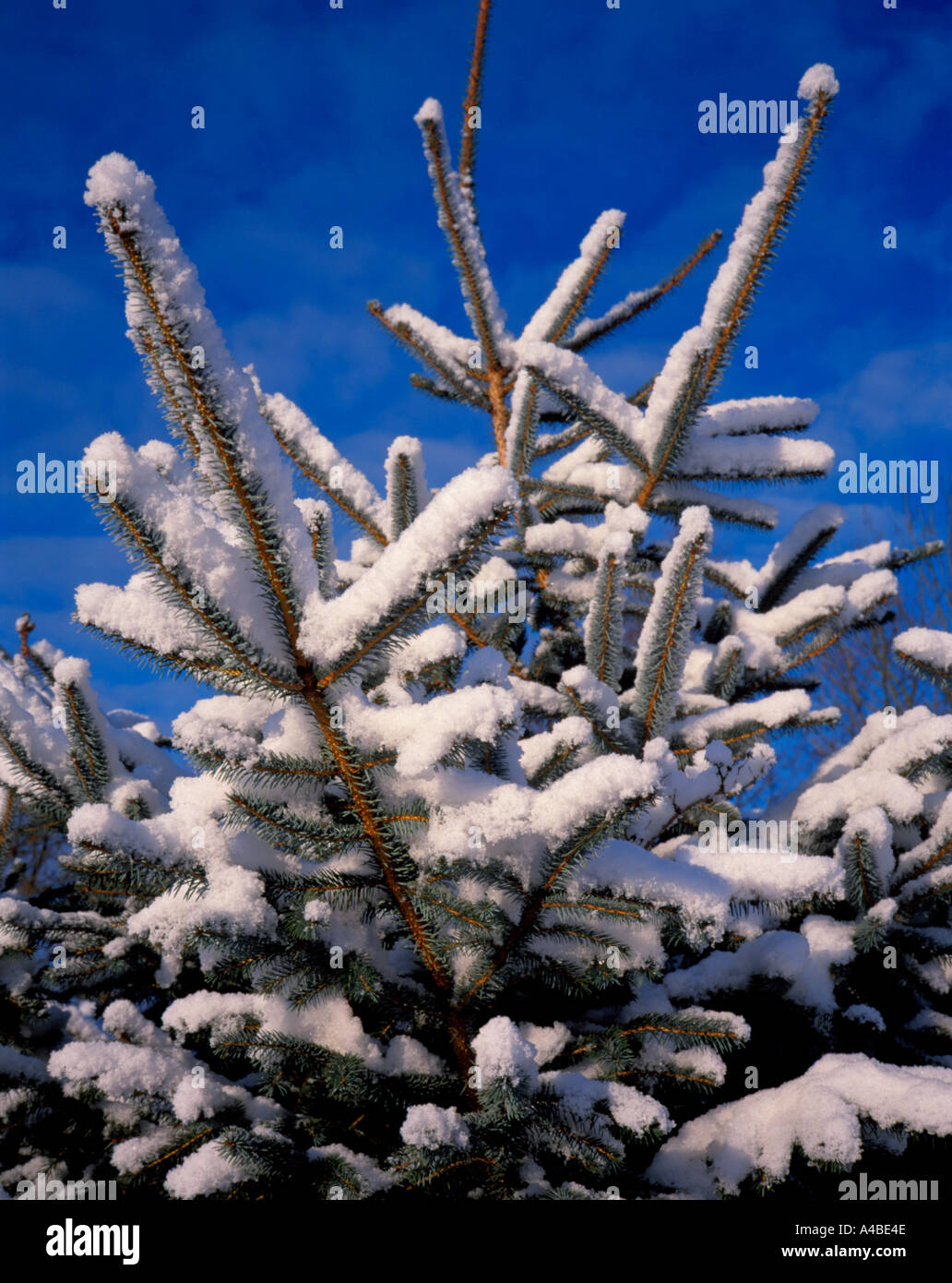 Snow on a Christmas tree {Sitka or Silver Spruce (Picea sitchensis)}. Stock Photo
