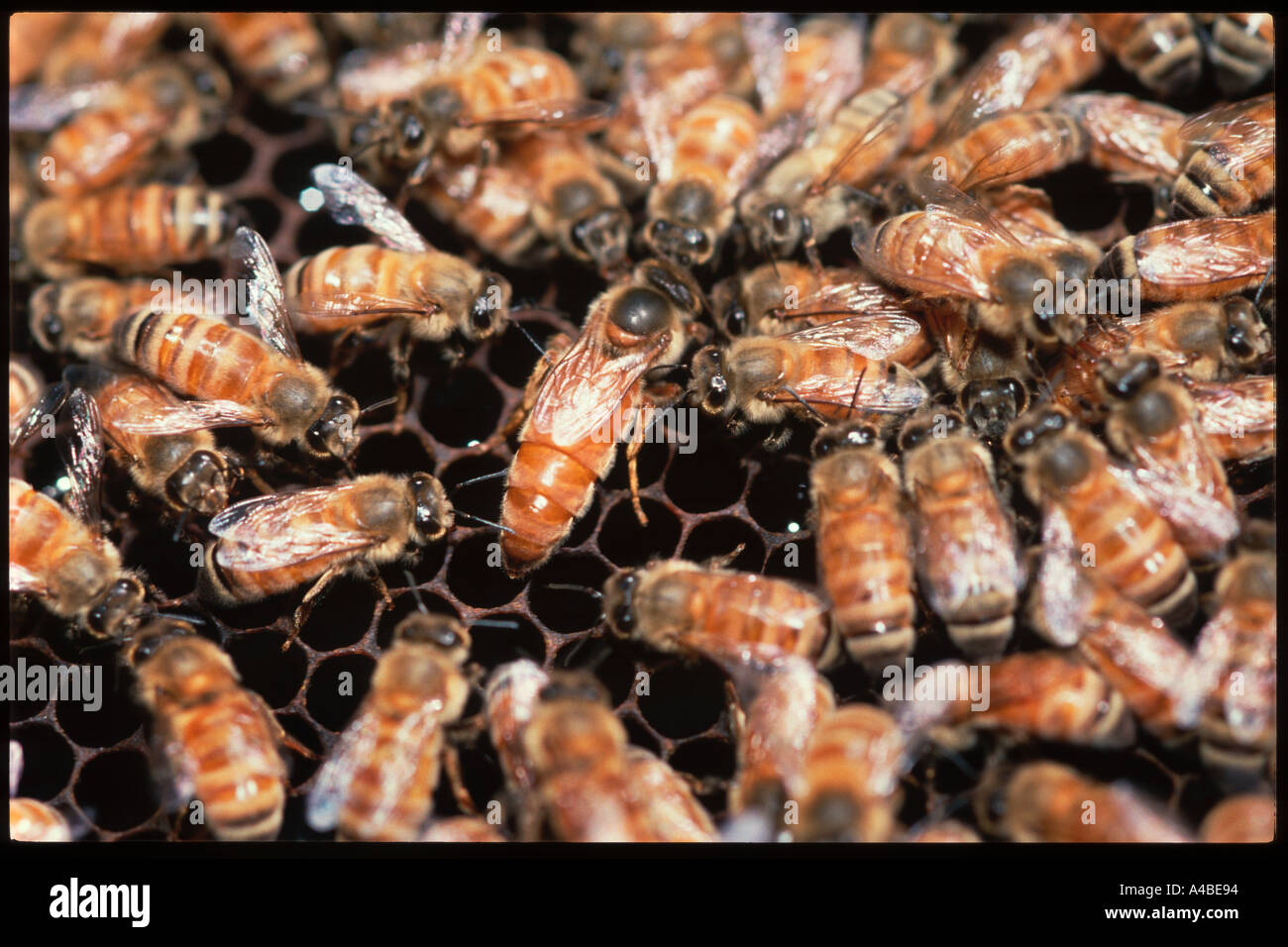 Queen Honey Bee Stock Photo Alamy
