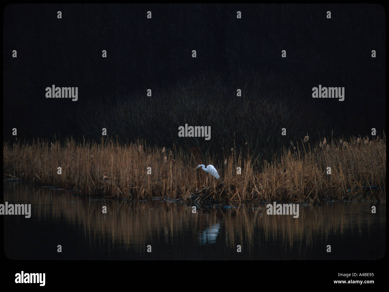 Great White Heron Stock Photo Alamy