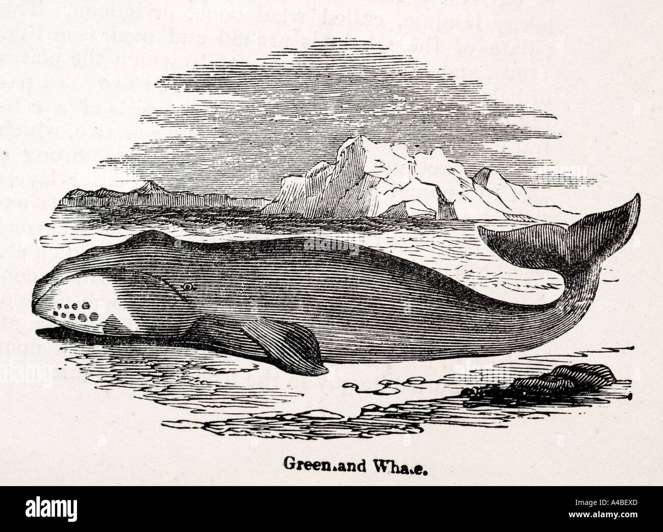 Blue greenland whale balaenoptera musculus baleen mammal profile