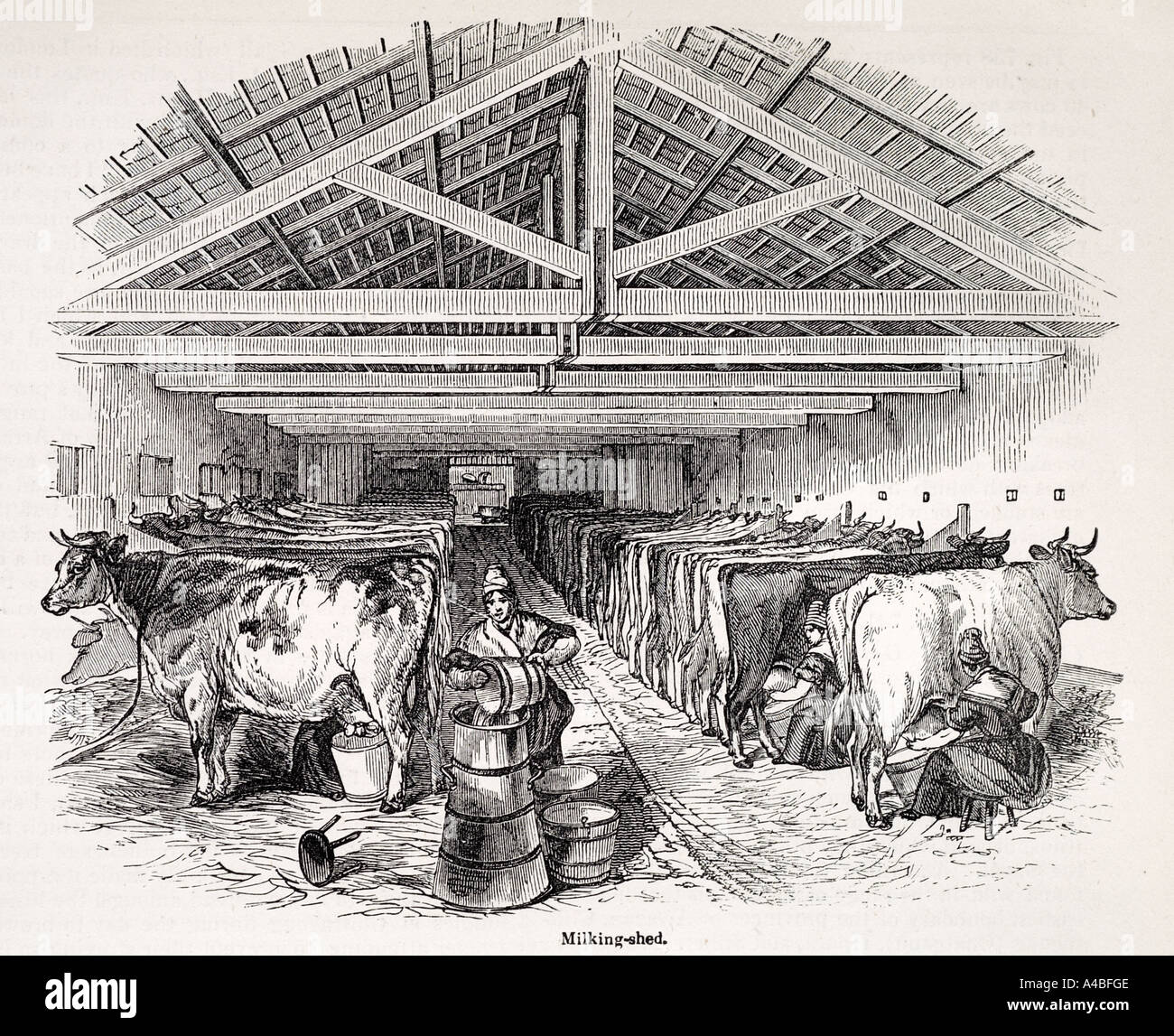 milking shed farm maid bucket hand stall barn under cover inside hay cow dairy churn butter Stock Photo