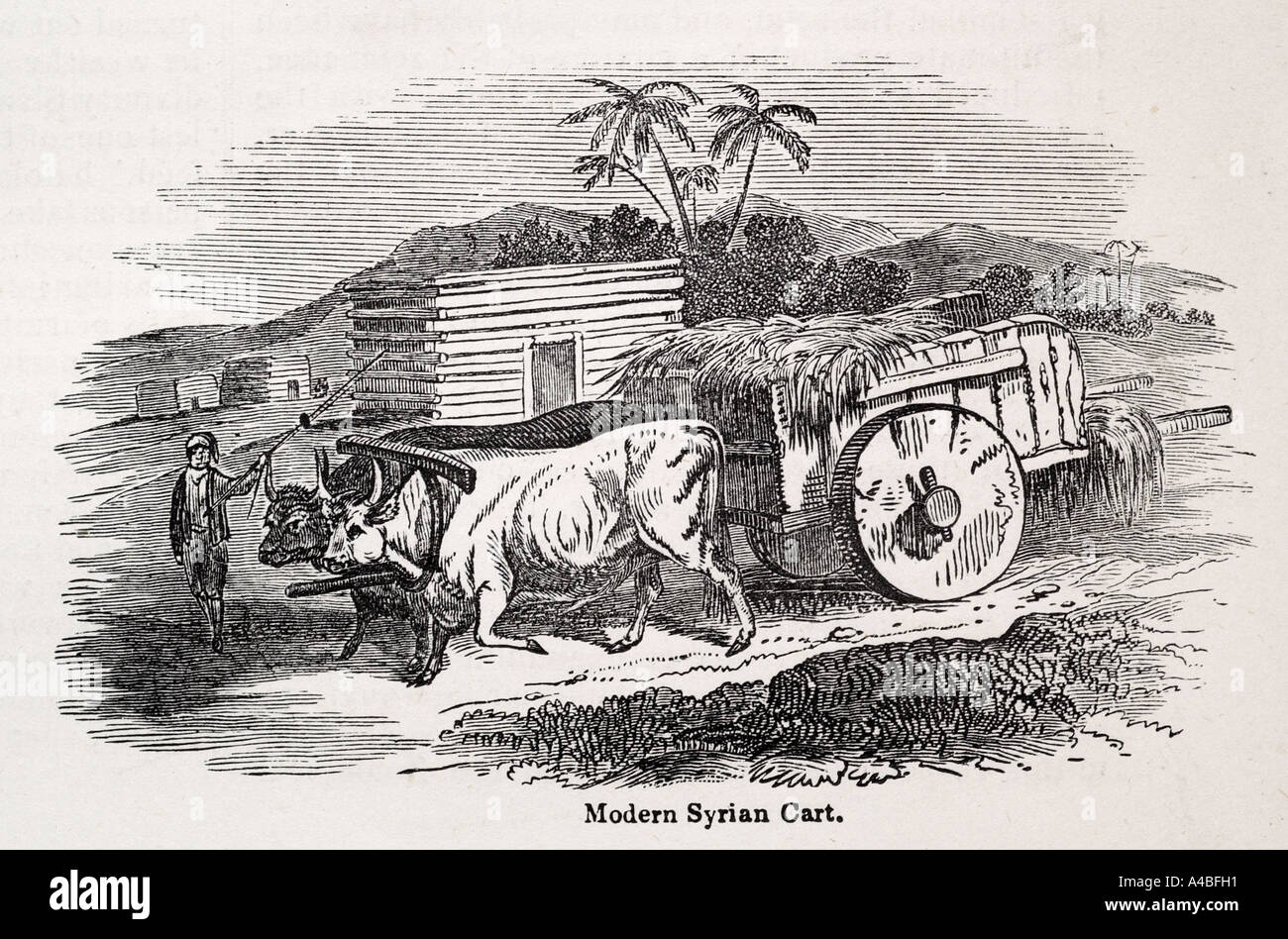 Syrian Transport Wagon Rein Egypt Egyptian Ox Oxen Cow